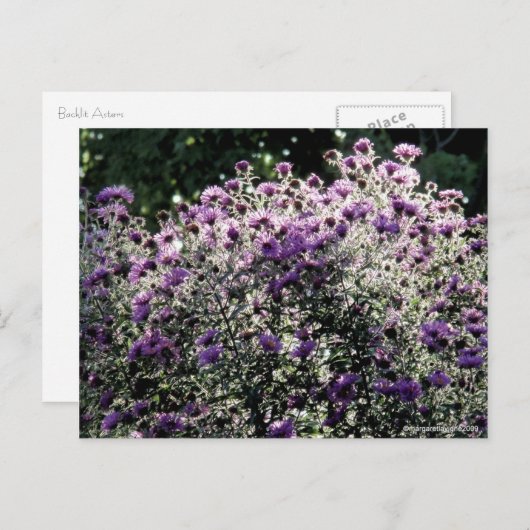Asters met achtergrondverlichting briefkaart (Voorkant / Achterkant)
