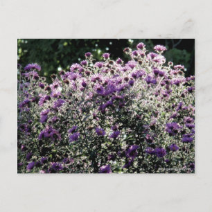 Asters met achtergrondverlichting briefkaart
