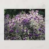 Asters met achtergrondverlichting briefkaart (Voorkant)