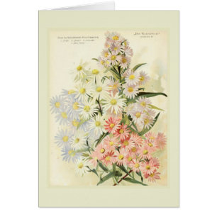 Asters (Michaelmas daisy)