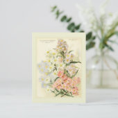 Asters (Michaelmas daisy) Briefkaart (Staand voorkant)
