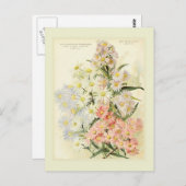 Asters (Michaelmas daisy) Briefkaart (Voorkant / Achterkant)