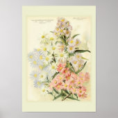Asters (Michaelmas daisy) Poster (Voorkant)
