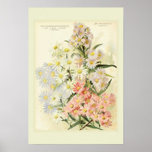 Asters (Michaelmas daisy) Poster
