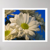 Asters Poster (Voorkant)