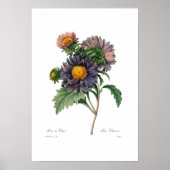 Asters Poster (Voorkant)
