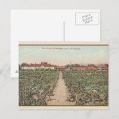  Asti California Wine Cellars Post Card Briefkaart (Voorkant / Achterkant)