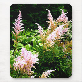 Astilbe Muismat