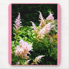 Astilbe Muismat