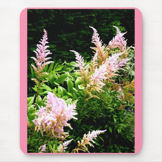 Astilbe Muismat (Voorkant)