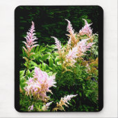 Astilbe Muismat (Voorkant)