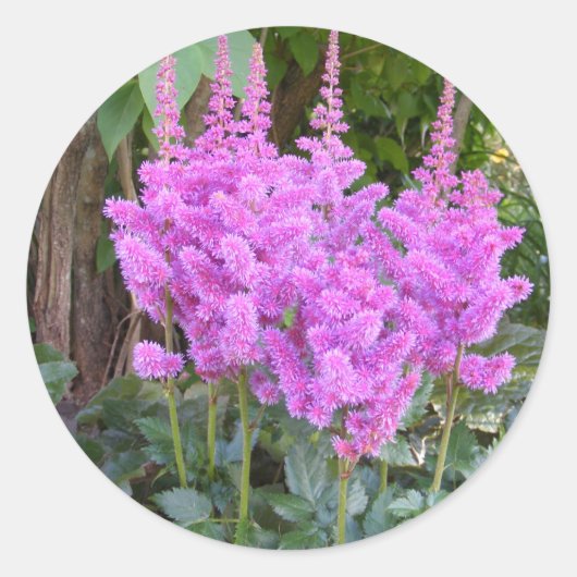 Astilbe ~ sticker (Voorkant)