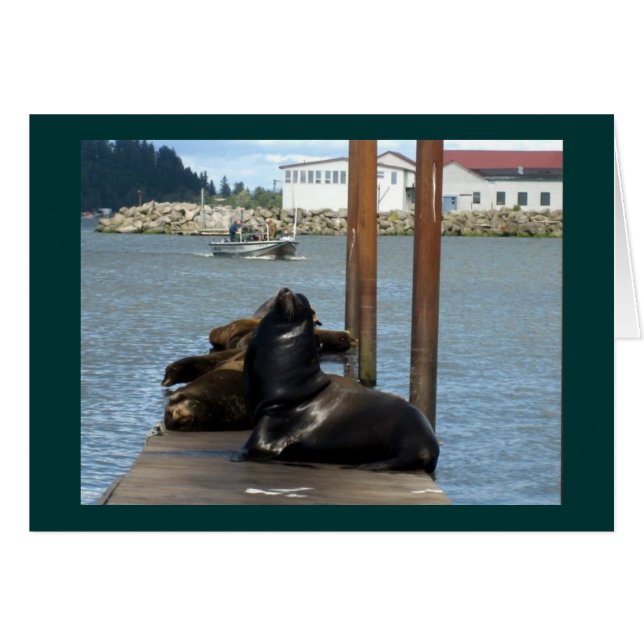 Astoria Oregon Sealions (Voorkant Horizontaal)