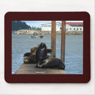 Astoria Oregon Sealions Muismat