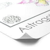 Astragalus Roze Bloemen Medicinale Kruid Plant Poster (Hoek)