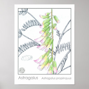 Astragalus Roze Bloemen Medicinale Kruid Plant Poster