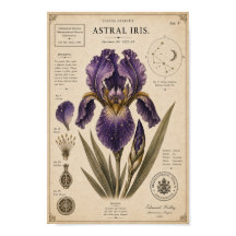 Astral Iris Victoriaans Botanisch Museum Print