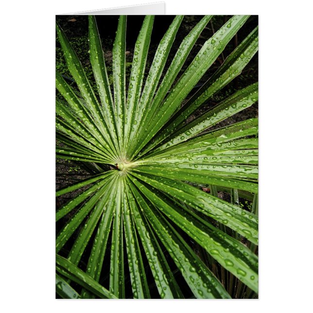 Astral Leaf (Voorkant)