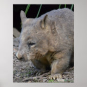 Astralian Wombat Poster (Voorkant)