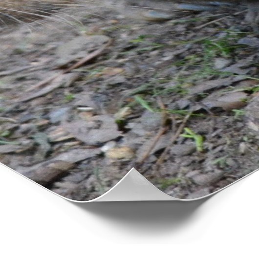 Astralian Wombat Poster (Hoek)