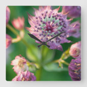 Astrantia Flower Vierkante Klok (Voorkant)