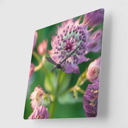 Astrantia Flower Vierkante Klok (Hoek)
