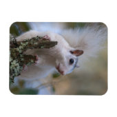 astronaut-eekhoorn magneet (Horizontaal)