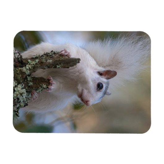 astronaut-eekhoorn magneet (Horizontaal)