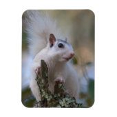 astronaut-eekhoorn magneet (Verticaal)