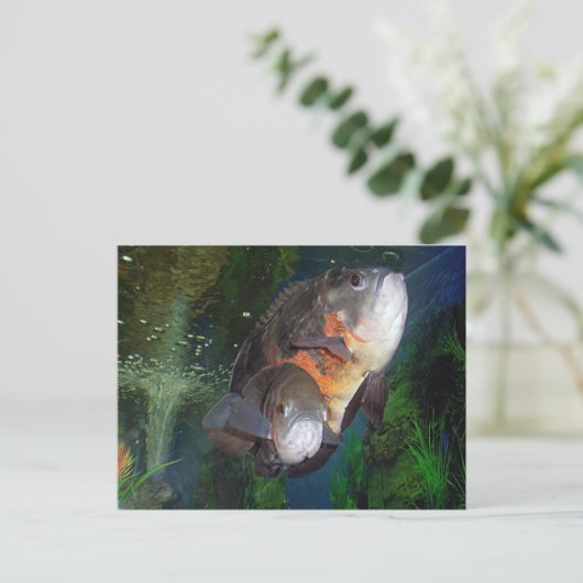 Astronotus exotische vissoort in Yalta aquarium Briefkaart (Staand voorkant)