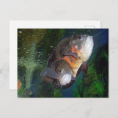 Astronotus exotische vissoort in Yalta aquarium Briefkaart (Voorkant / Achterkant)