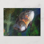 Astronotus exotische vissoort in Yalta aquarium Briefkaart (Voorkant)