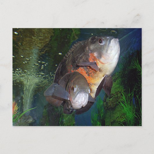 Astronotus exotische vissoort in Yalta aquarium Briefkaart (Voorkant)