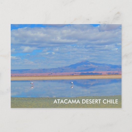 Atacama woestijn, Flamingo Chili Briefkaart (Voorkant)