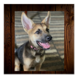 Athena puppy perfect poster