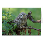 Athene noctua (Voorkant Horizontaal)
