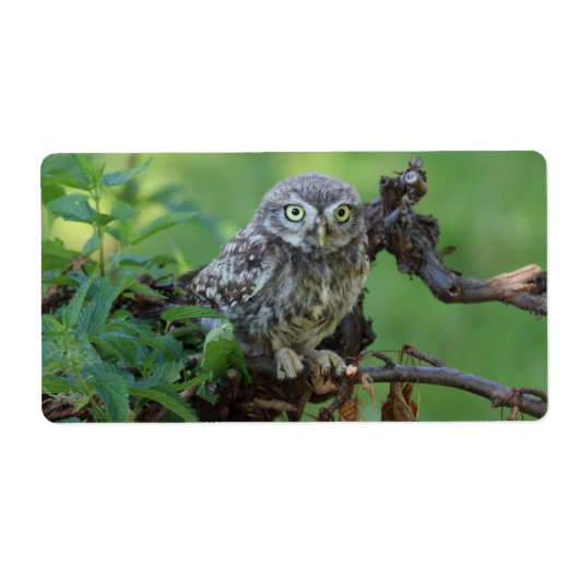 Athene noctua etiket (Voorkant)