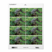 Athene noctua etiket (Full Sheet)