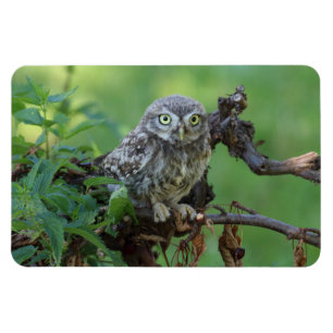 Athene noctua magneet