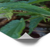 Athene noctua poster (Hoek)