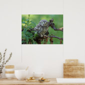 Athene noctua poster (Keuken)