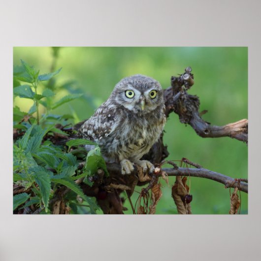 Athene noctua poster (Voorkant)
