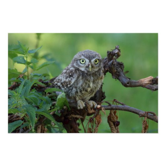 Athene noctua poster (Voorkant)