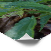 Athene noctua poster (Hoek)