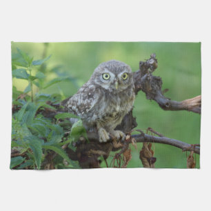Athene noctua theedoek