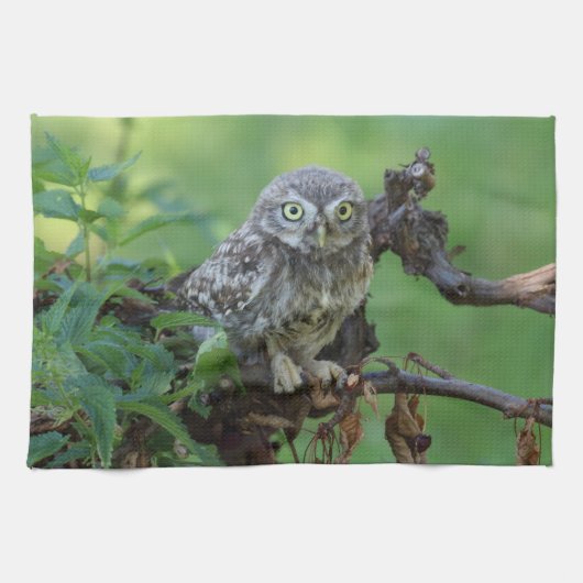 Athene noctua theedoek (Horizontaal)