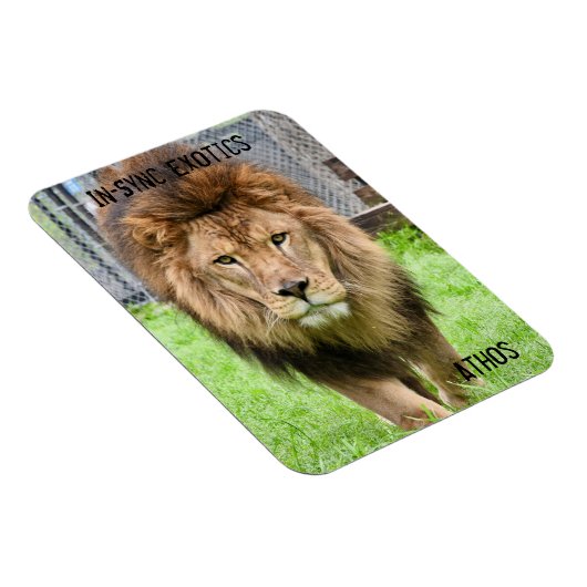 Athos Lion - Magneet (Rechterzijde)