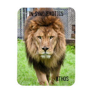 Athos Lion - Magneet