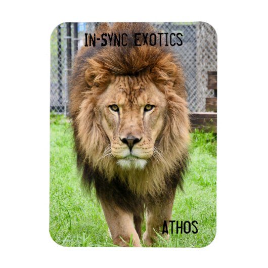 Athos Lion - Magneet (Verticaal)