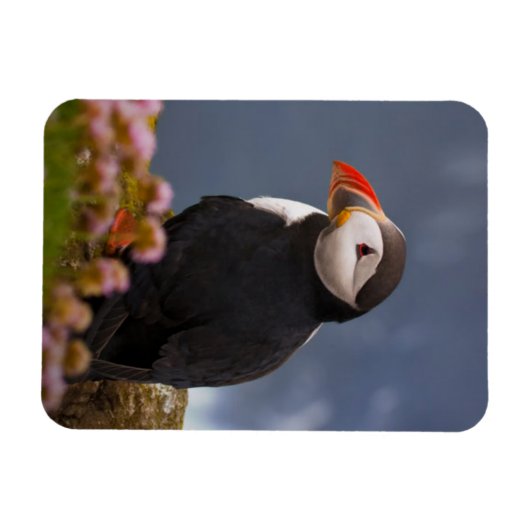 ATL PUFFIN MAGNEET (Horizontaal)